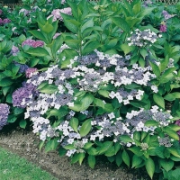 Hydrangea SERRATA 'BLUE BIRD' = 'AGAGU'