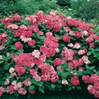 Hydrangea SERRATA 'PREZIOSA'