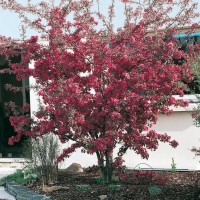 Malus COCCINELLA<sup>®</sup> 'COURTAROU'