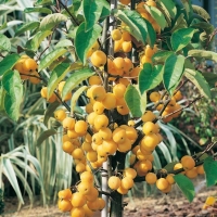 Malus 'GOLDEN HORNET'