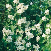 Philadelphus 'AVALANCHE'