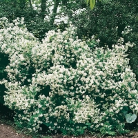 Philadelphus 'BELLE ÉTOILE'