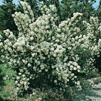 Philadelphus 'BOUQUET BLANC'