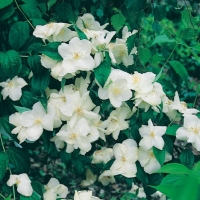 Philadelphus 'NATCHEZ'