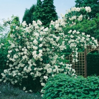 Philadelphus 'VIRGINAL'