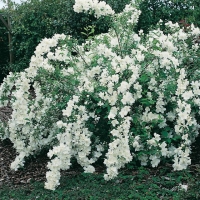 Philadelphus WHITE ROCK<sup>®</sup> 'PEKPHILL'