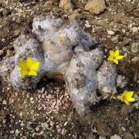 Pachypodium brevicaule