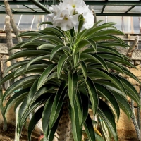 Pachypodium lamerei