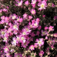 Drosanthemum floribundum