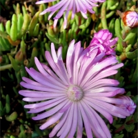 Lampranthus multiradiatus