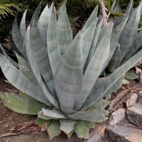 Agave americana