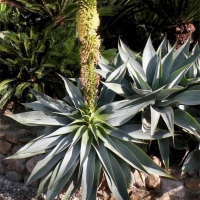 Agave attenuata