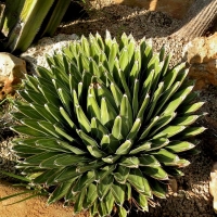 Agave victoria-reginae