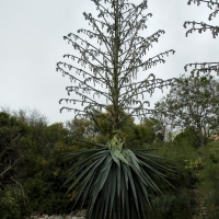 Furcraea bedinghausii