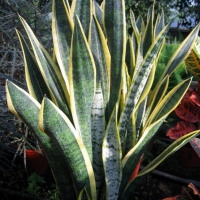 Sansevieria trifasciata cv.