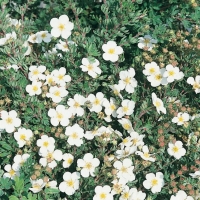 Potentilla FRUTICOSA