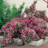 Weigela 'ABEL CARRIÈRE'