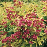 Weigela BRIAND RUBIDOR<sup>®</sup> 'Olympiade'