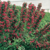 Weigela 'BRISTOL RUBY'