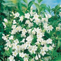 Weigela 'SNOWFLAKE'