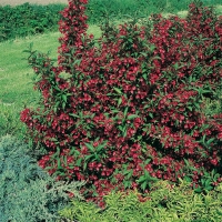 Weigela RUBIVIF<sup>®</sup> 'Courtavit'