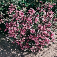 Weigela FLORIDA 'PURPUREA'