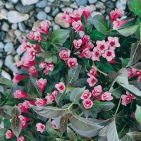 Weigela FLORIDA 'VICTORIA'