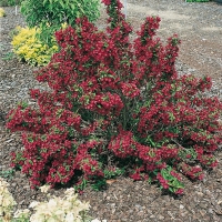 Weigela NAIN ROUGE<sup>®</sup> 'Courtanin'