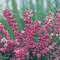 Erica x DARLEYENSIS