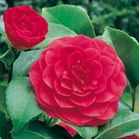Camellia JAPONICA
