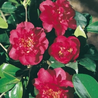Camellia SASANQUA
