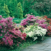 Azalee giapponesi = Rhododendron x