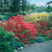 Azalee mollis a foglie caduche = Rhododendrons x