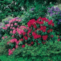 Rododendri a grande sviluppo e con fiori grandi = Rhododendrons catawbiense e x