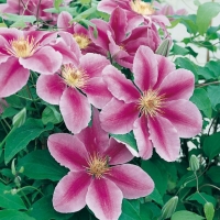 Clematis 'BEE'S JULIBEE'