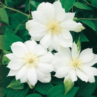 Clematis 'DUCHESS OF EDINBURGH'