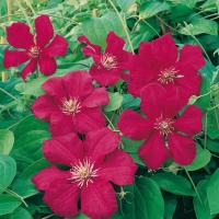 Clematis 'ERNEST MARKHAM'