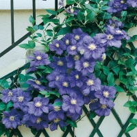 Clematis 'GÉNÉRAL SIKORSKI'