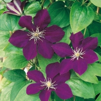 Clematis 'GIPSY QUEEN'