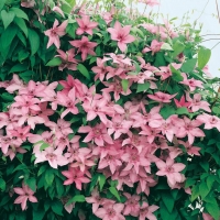 Clematis 'HAGLEY HYBRID'