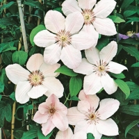 Clematis 'JEAN PAUL II'