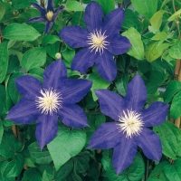 Clematis 'LASURSTERN'