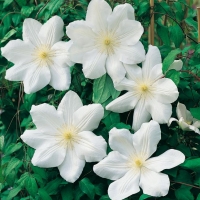 Clematis 'Mme LECOULTRE = 'MARIE BOISSELOT'