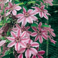 Clematis 'NELLY MOSER'