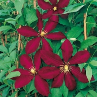 Clematis 'NIOBE'