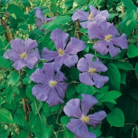 Clematis 'PERLE D'AZUR'