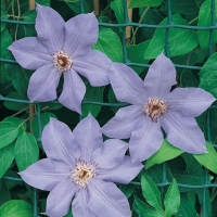 Clematis 'RAMONA'