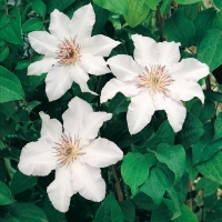 Clematis 'SNOW QUEEN'