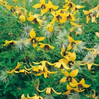 Clematis 'GOLDEN TIARA'<sup>®</sup> Kugotia