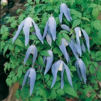 Clematis ALPINA